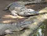 Cocodrilos