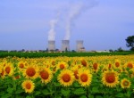 campo-con-girasoles