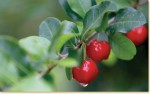 acerola1