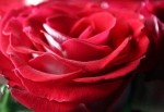 Petalos-de-rosa