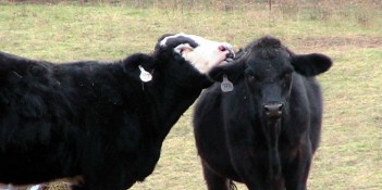 amor-de-vacas