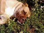 Perro durmiendo