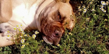 Perro durmiendo