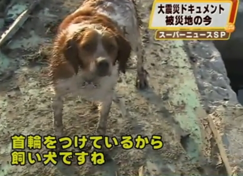 animales en el terremoto y tsunami en Japón