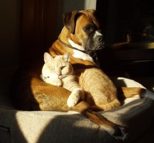 perro y gato